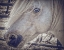 Picture of OL BLUE EYES