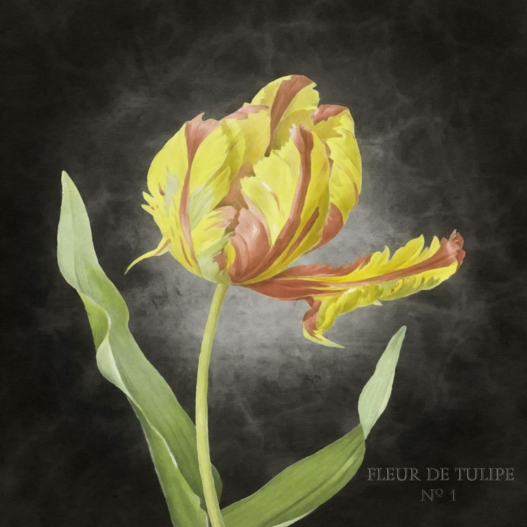 Picture of FLEUR DE TULIPE NO 1