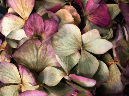 Picture of AUBERGINE HYDRANGEA PAINTED