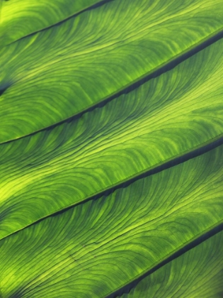 Picture of GREEN LEAF ABSTRACT