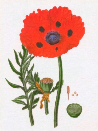 Picture of PAPAVER BY LINDLEY