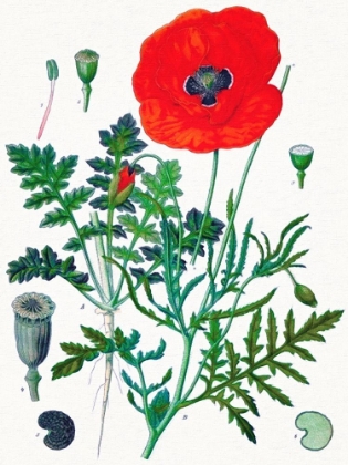 Picture of PAPAVER RHOEAS PAINTED