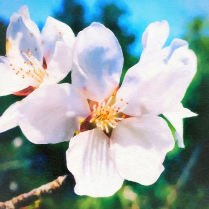 Picture of APPLE BLOSSOM