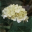 Picture of WHITE HYDRANGEA BLOSSOM