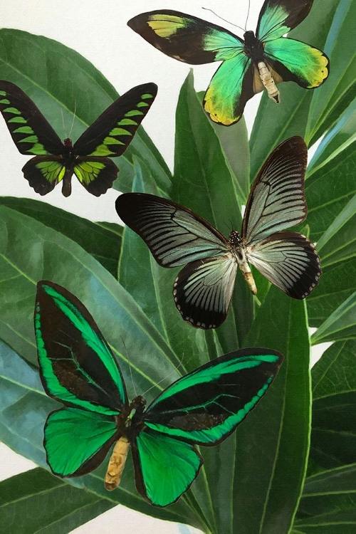 Picture of EMERALD BUTTERFLIES