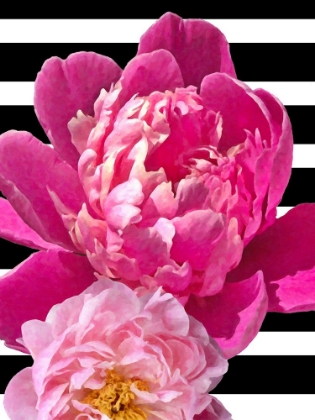 Picture of PEONIES ON BLACK AND WHITE STRIPES