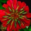 Picture of GEM GUT GARNET ZINNIA