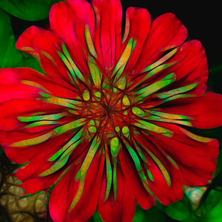 Picture of GEM GUT GARNET ZINNIA