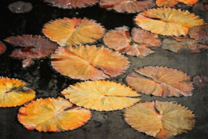 Picture of GOLDEN LILY PADS