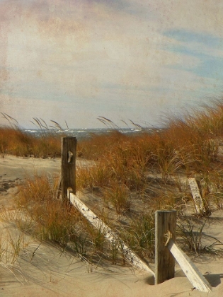 Picture of BEACH GRASSES BY FENCE