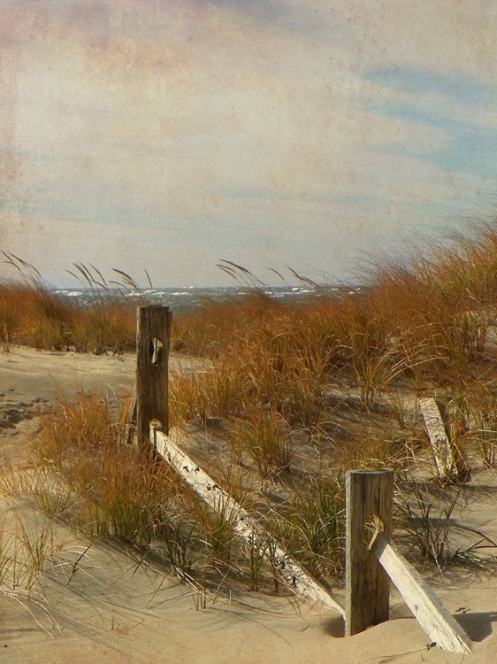 Picture of BEACH GRASSES BY FENCE