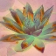 Picture of FRESH PRESSED VINTAGE LOTUS BLOSSOM