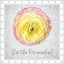 Picture of FLORAS SILLIUS DONT BE RANUNCULUS