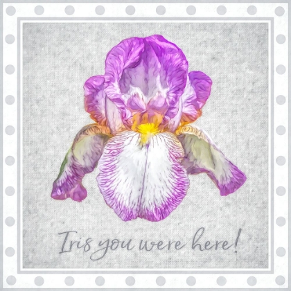 Picture of FLORAS SILLIUS IRIS YOU WERE HERE