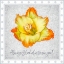 Picture of FLORAS SILLIUS ALWAYS GLADIOLUS TO SEE YOU