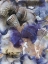 Picture of WAMPUM