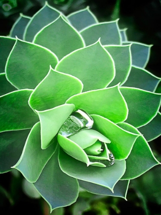 Picture of GREEN SUCCULENT AFTER RAIN