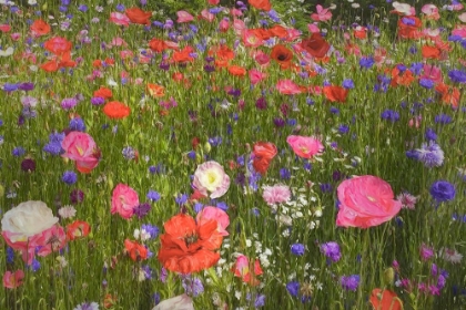 Picture of PICKING WILDFLOWERS