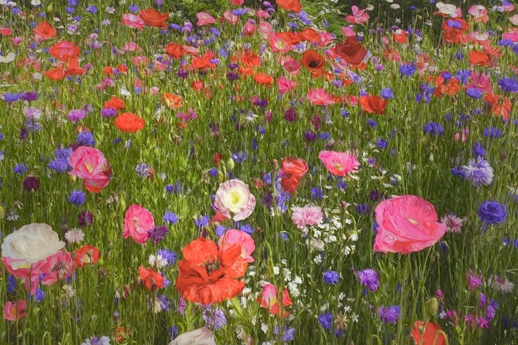 Picture of PICKING WILDFLOWERS