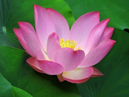 Picture of LUMINESCENT WATER LILY