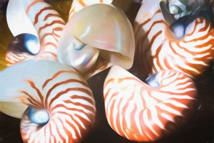 Picture of NAUTILUS SHELLS PAINTED
