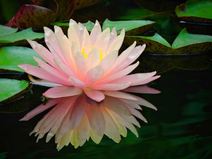 Picture of WATER LILY REFLECTION