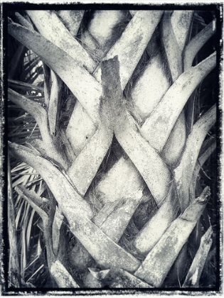 Picture of PRAYING PALM