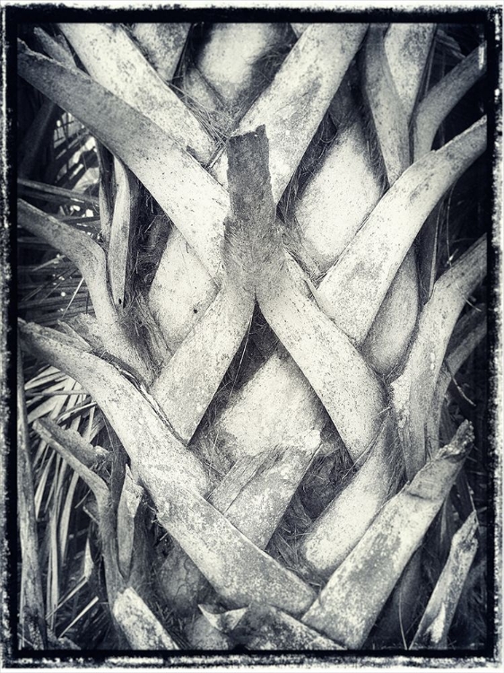 Picture of PRAYING PALM