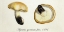 Picture of AGARICUS GAMBOSUS