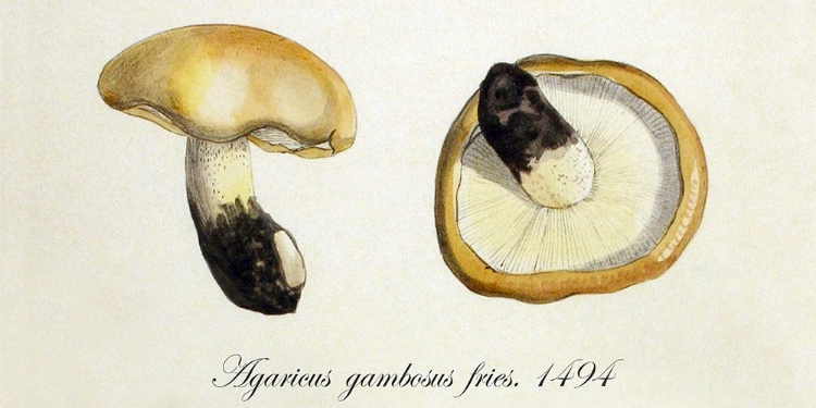 Picture of AGARICUS GAMBOSUS