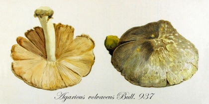 Picture of AGARICUS VOLVACEUS