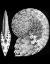 Picture of HAECKEL PTYCHITES