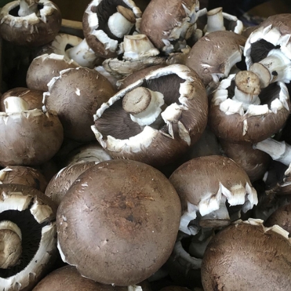 Picture of MUSHROOM BUTTONS
