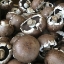 Picture of MUSHROOM BUTTONS