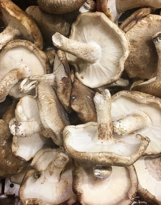 Picture of MUSHROOM HARVEST