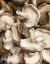 Picture of MUSHROOM HARVEST