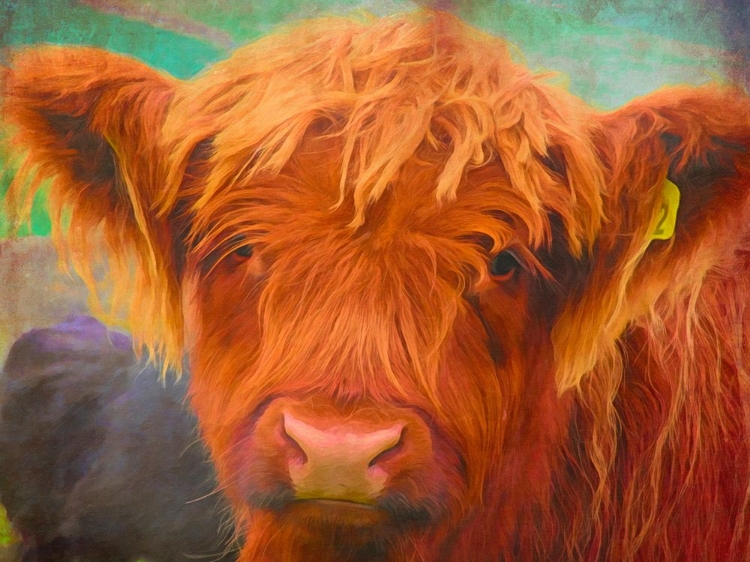 Picture of COLORFUL HIGHLAND COO