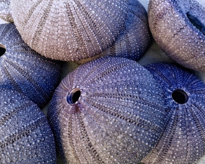 Picture of SEA URCHINS