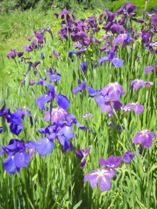 Picture of IRISES IN BLOOM