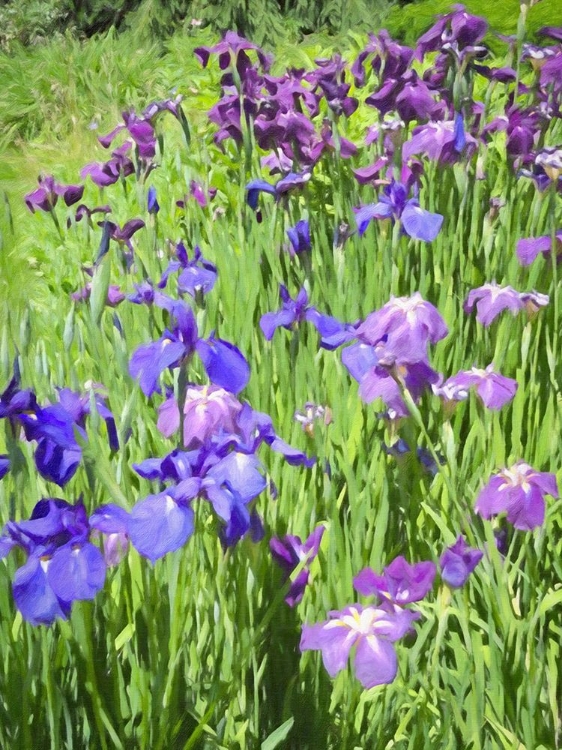 Picture of IRISES IN BLOOM