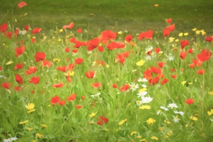 Picture of RED POPPIES IN FIELD PAINTED