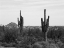 Picture of DESERT CACTI