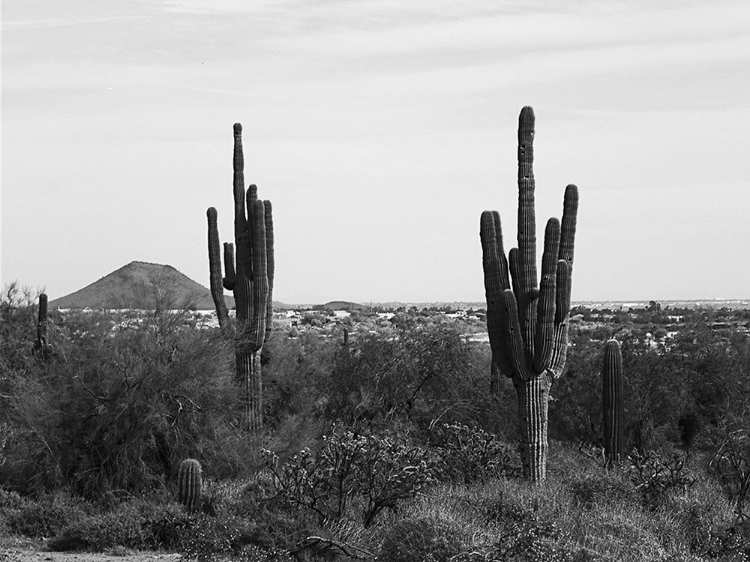 Picture of DESERT CACTI