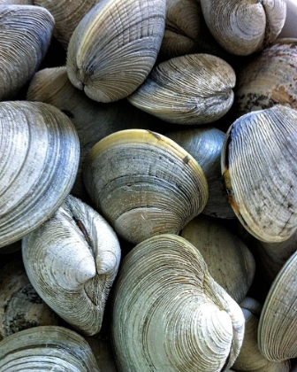 Picture of CLAMS