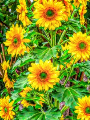 Picture of CASCADING SUNFLOWERS