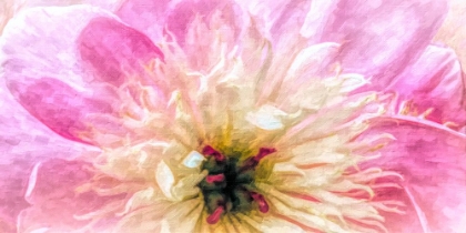 Picture of PEONY EMBRACE