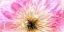 Picture of PEONY EMBRACE