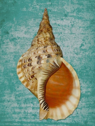 Picture of TRITON GEANT SHELL ON AQUA