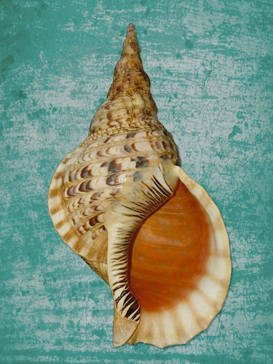 Picture of TRITON GEANT SHELL ON AQUA