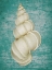 Picture of MUREX SHELL ON AQUA